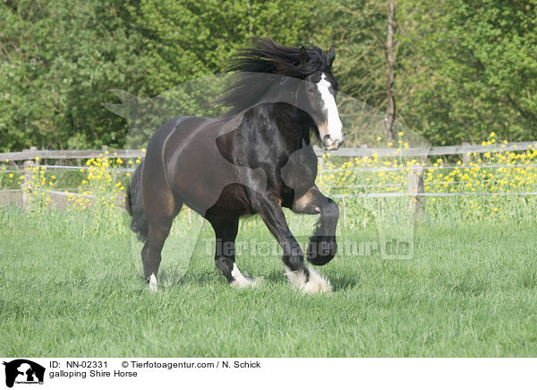 galloping Shire Horse / NN-02331