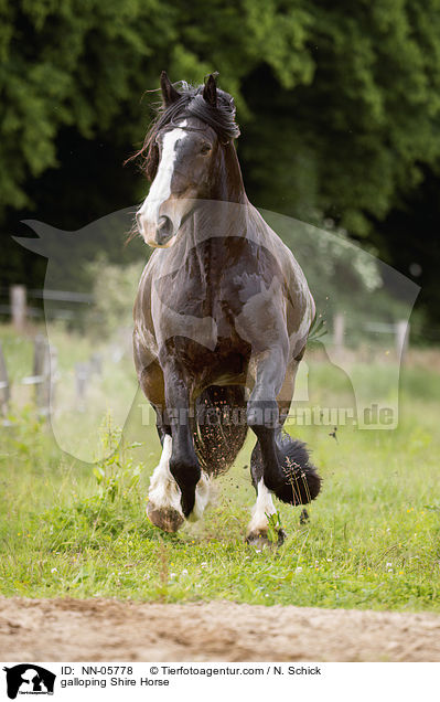 galoppierendes Shire Horse / galloping Shire Horse / NN-05778