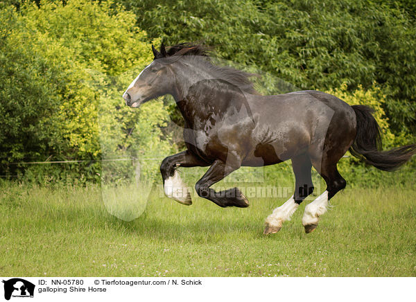 galoppierendes Shire Horse / galloping Shire Horse / NN-05780