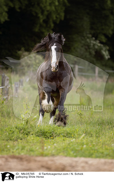 galoppierendes Shire Horse / galloping Shire Horse / NN-05785