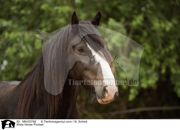 Shire Horse Portrait / Shire Horse Portrait / NN-05786