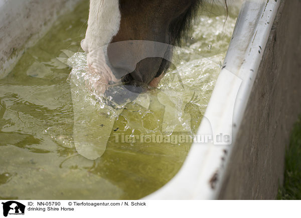 trinkendes Shire Horse / drinking Shire Horse / NN-05790