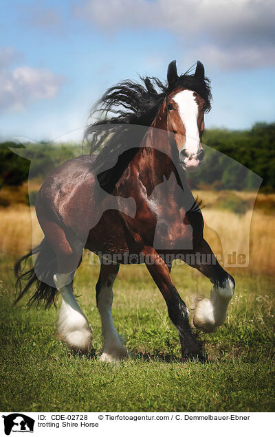 trotting Shire Horse / CDE-02728