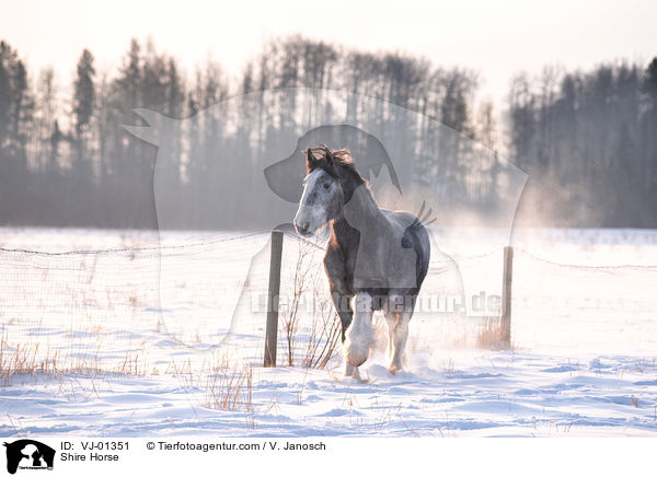 Shire Horse / Shire Horse / VJ-01351