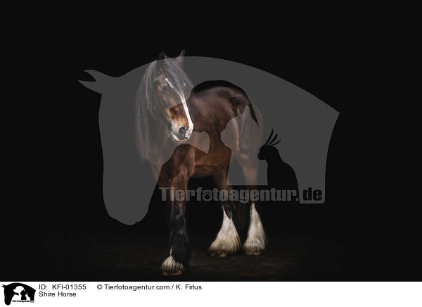 Shire Horse / Shire Horse / KFI-01355