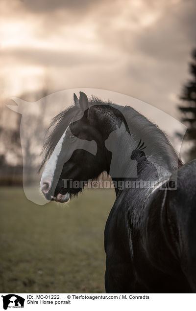 Shire Horse Portrait / Shire Horse portrait / MC-01222