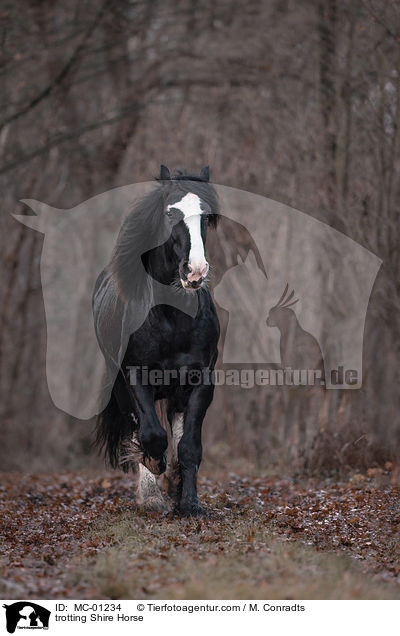 trabendes Shire Horse / trotting Shire Horse / MC-01234
