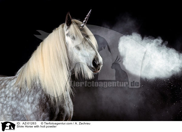 Shire Horse mit Holi Pulver / Shire Horse with holi powder / AZ-01263