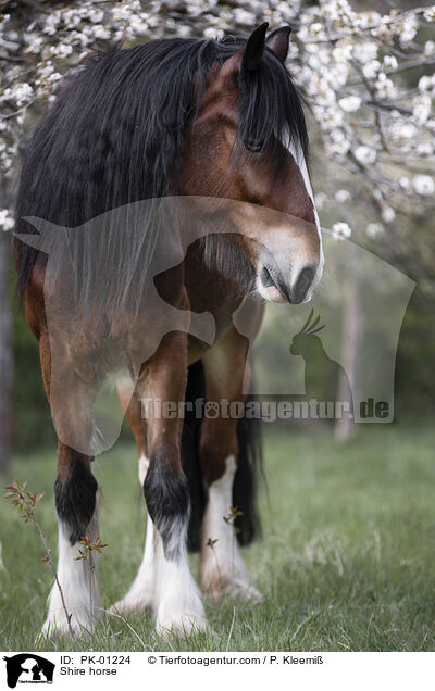 Shire horse / Shire horse / PK-01224