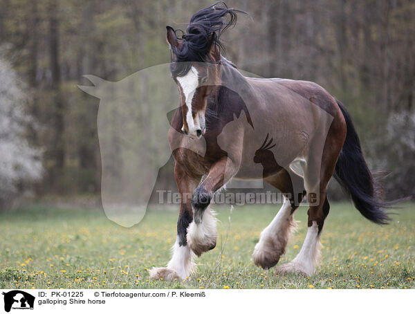 galoppierendes Shire horse / galloping Shire horse / PK-01225