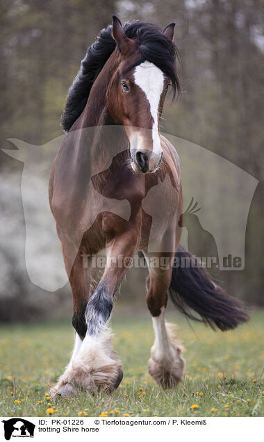 trabendes Shire horse / trotting Shire horse / PK-01226