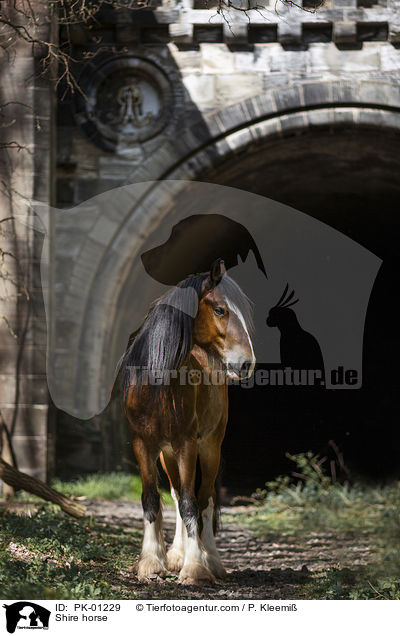 Shire horse / Shire horse / PK-01229