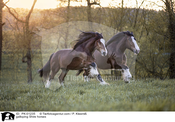 galloping Shire horses / PK-01235