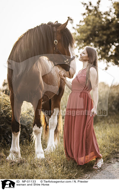 Frau und Shire Horse / waman and Shire Horse / NP-01133