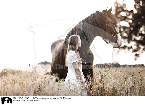Frau und Shire Horse / waman and Shire Horse / NP-01135
