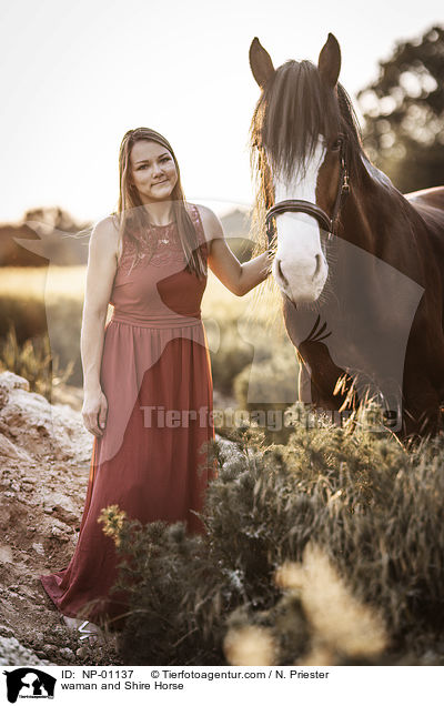 Frau und Shire Horse / waman and Shire Horse / NP-01137