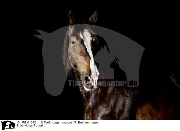 Shire Horse Portrait / Shire Horse Portrait / PB-01276