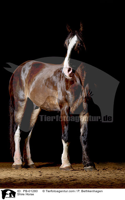 Shire Horse / Shire Horse / PB-01280