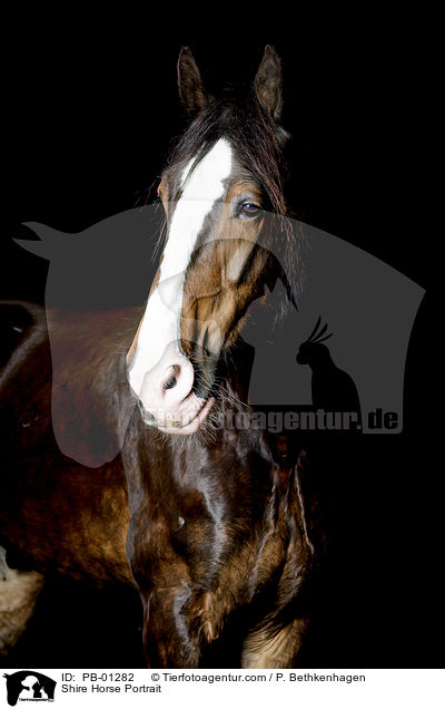Shire Horse Portrait / Shire Horse Portrait / PB-01282