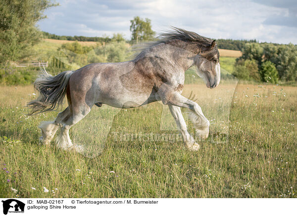 galoppierendes Shire Horse / galloping Shire Horse / MAB-02167