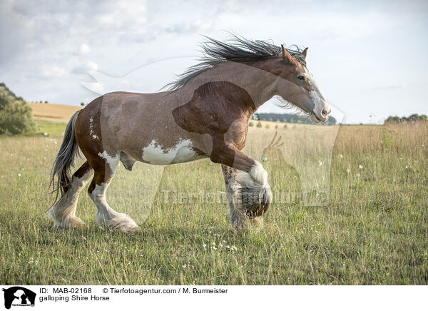 galoppierendes Shire Horse / galloping Shire Horse / MAB-02168