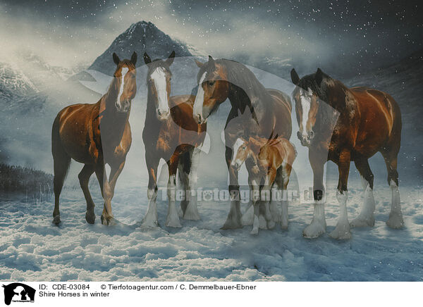 Shire Horses im Winter / Shire Horses in winter / CDE-03084
