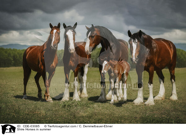 Shire Horses im Sommer / Shire Horses in summer / CDE-03085