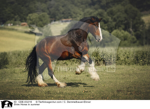 Shire Horse im Sommer / Shire Horse in summer / CDE-03216