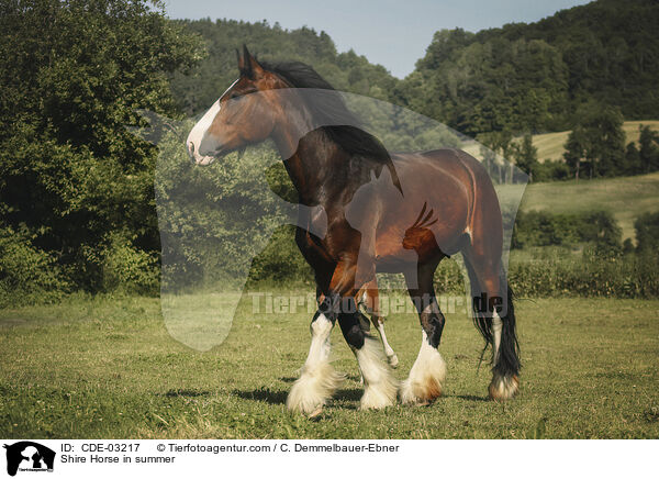 Shire Horse im Sommer / Shire Horse in summer / CDE-03217