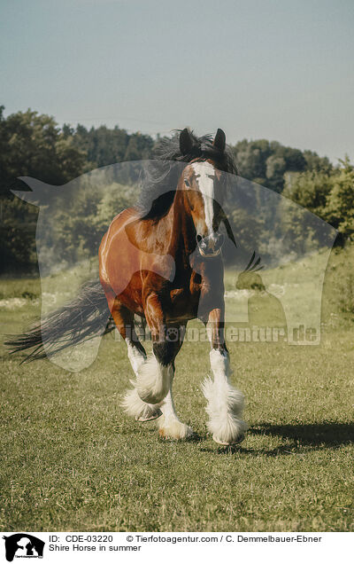 Shire Horse im Sommer / Shire Horse in summer / CDE-03220