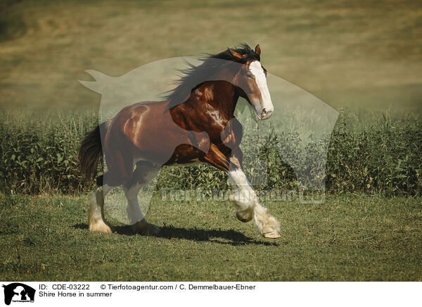 Shire Horse im Sommer / Shire Horse in summer / CDE-03222