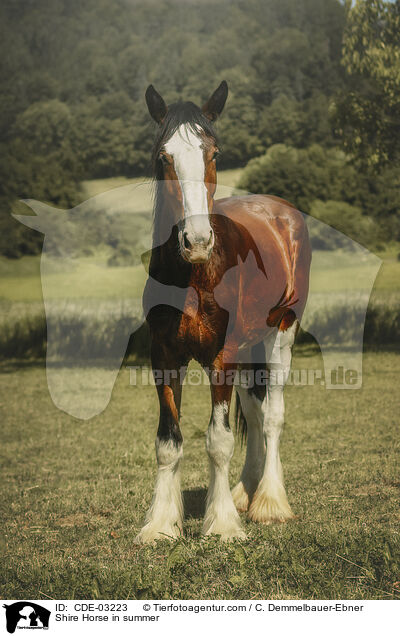 Shire Horse im Sommer / Shire Horse in summer / CDE-03223