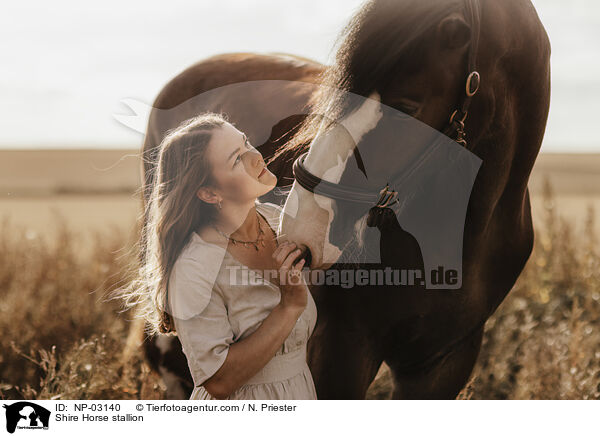 Shire Horse stallion / NP-03140