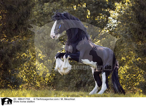 Shire horse stallion / MM-01758