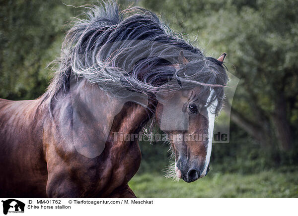 Shire horse stallion / MM-01762