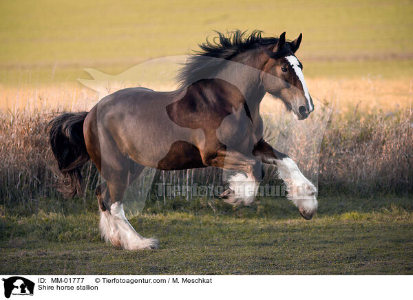Shire horse Hengst / Shire horse stallion / MM-01777