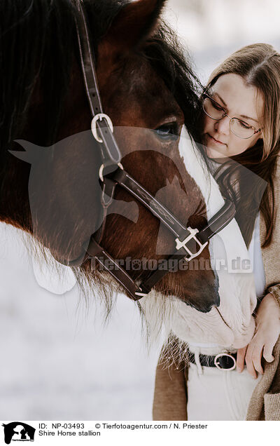 Shire Horse stallion / NP-03493