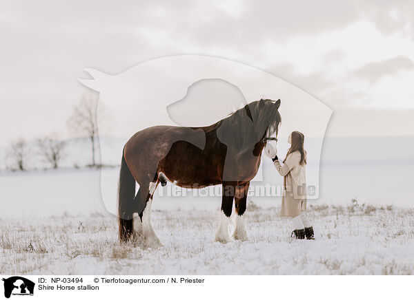 Shire Horse stallion / NP-03494