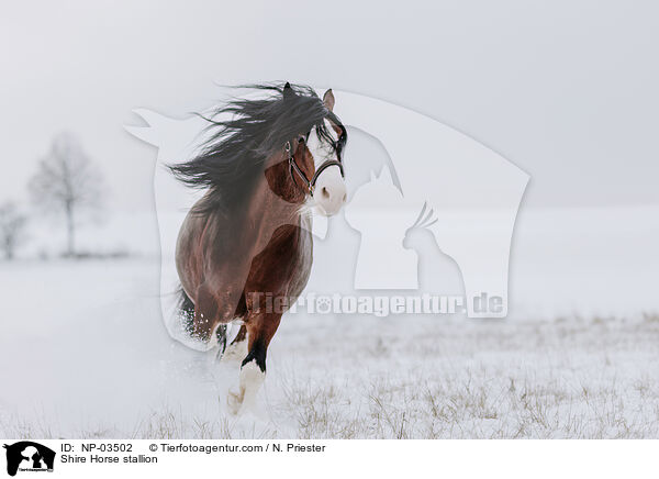 Shire Horse stallion / NP-03502
