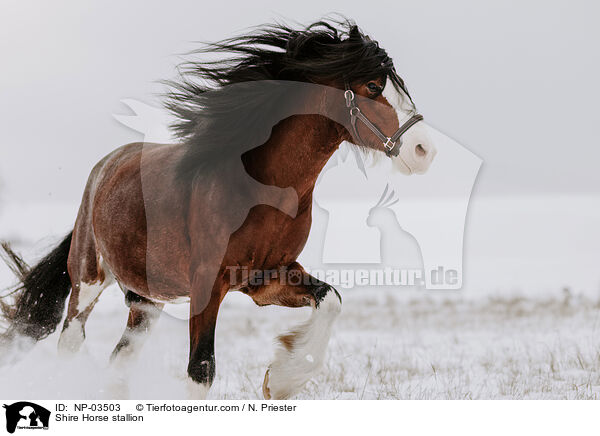 Shire Horse Hengst / Shire Horse stallion / NP-03503