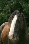 Shire Horse Portrait