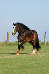 Shire Horse