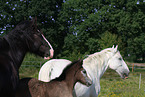 Shire Horses