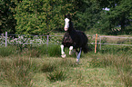 galloping Shire Horse