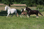 Shire Horses