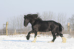 galloping Shire Horse