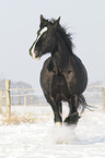 trotting Shire Horse