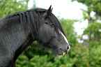 Shire Horse Portrait