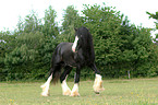 trotting Shire Horse