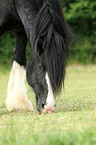 Shire Horse